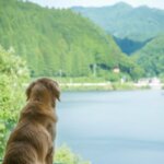 新緑がまぶしい季節の、