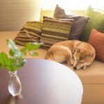 クッションに囲まれて、