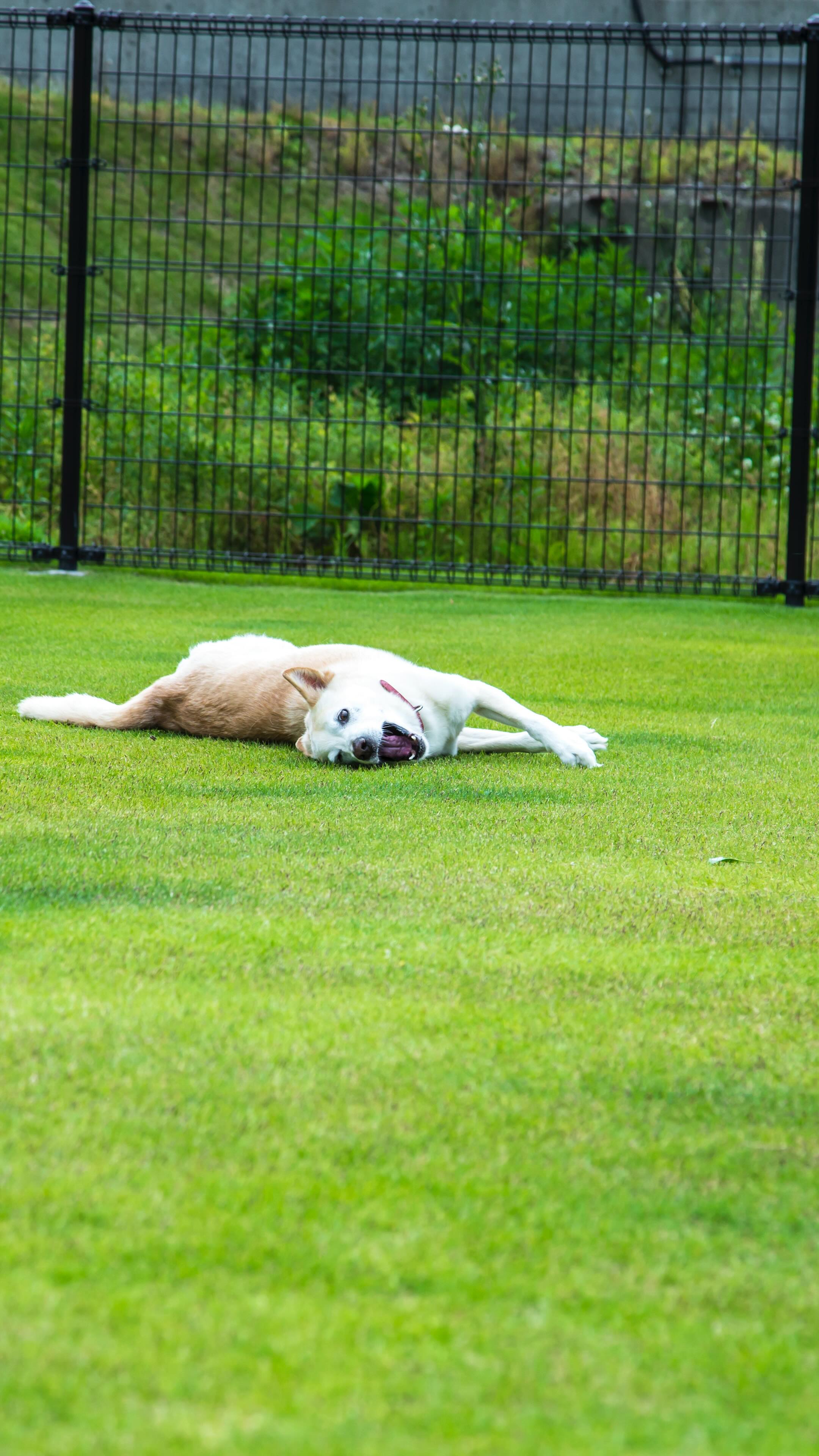 雑草を抜く音、聞こえますか？