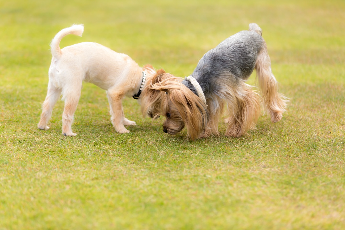 なんか、におうぞ。