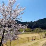気づけば満開になっていました！