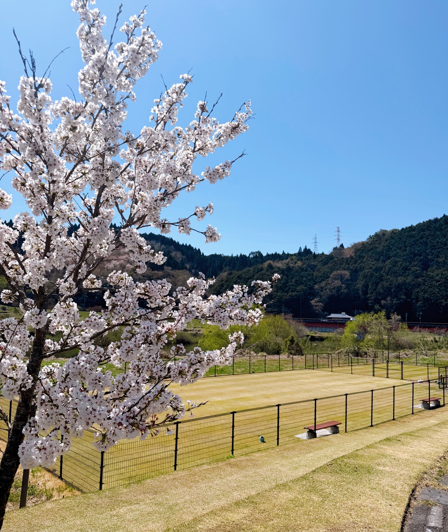 気づけば満開になっていました！